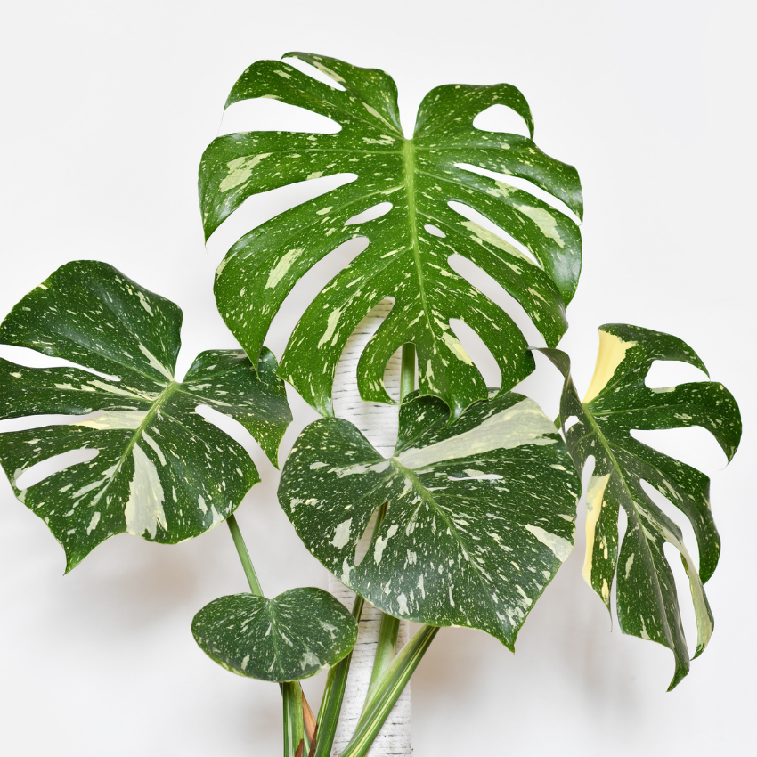 Monstera Thai Constellation Live Plant 4 Inch Tall | Variegated Monstera Plant Live | Tropical Indoor Houseplant for Shelf, Desk or Living Space