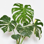 Monstera Thai Constellation Live Plant 4 Inch Tall | Variegated Monstera Plant Live | Tropical Indoor Houseplant for Shelf, Desk or Living Space