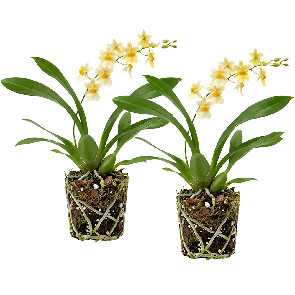 2 Yellow Oncidium Orchid, Dancing Lady Flower Plant, Vigorous Tropical Indoor Houseplant, Bright Yellow Blooms for Garden & Balcony