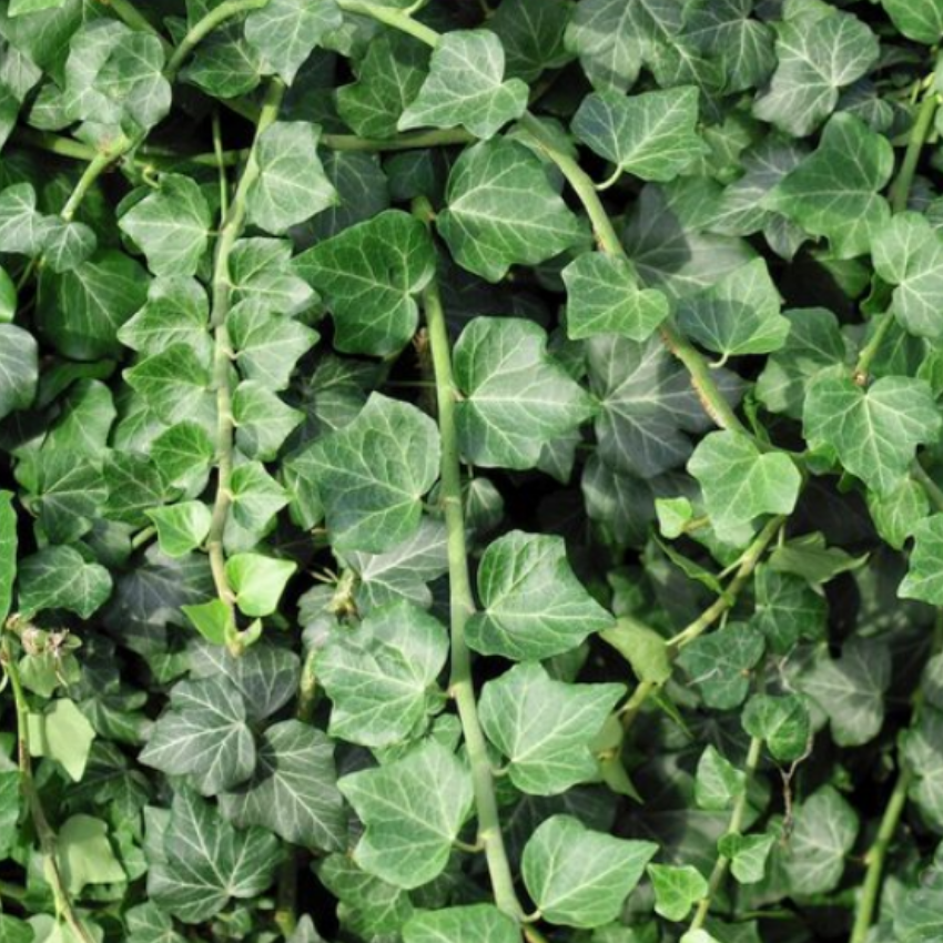 2 Swedish Ivy Plants Live House Plants | Swedish Ivy in 3.25 Inch Pot | Lush Trailing Greenery for Indoor Spaces, Desks & Window Areas