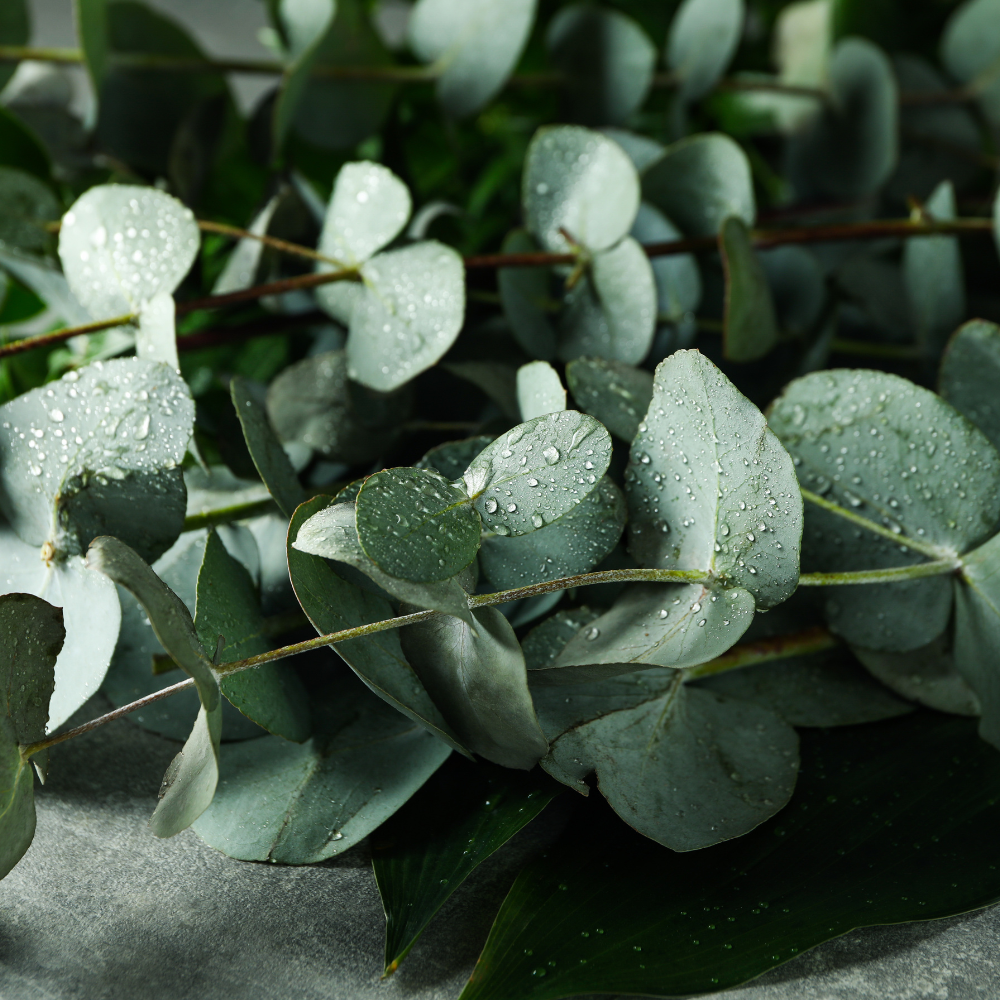 Eucalyptus Silver Dollar Plant, 6 Inch Bare Root Seedlings, Low Maintenance Aromatic Evergreen, Robust Well-Rooted Starter Plants