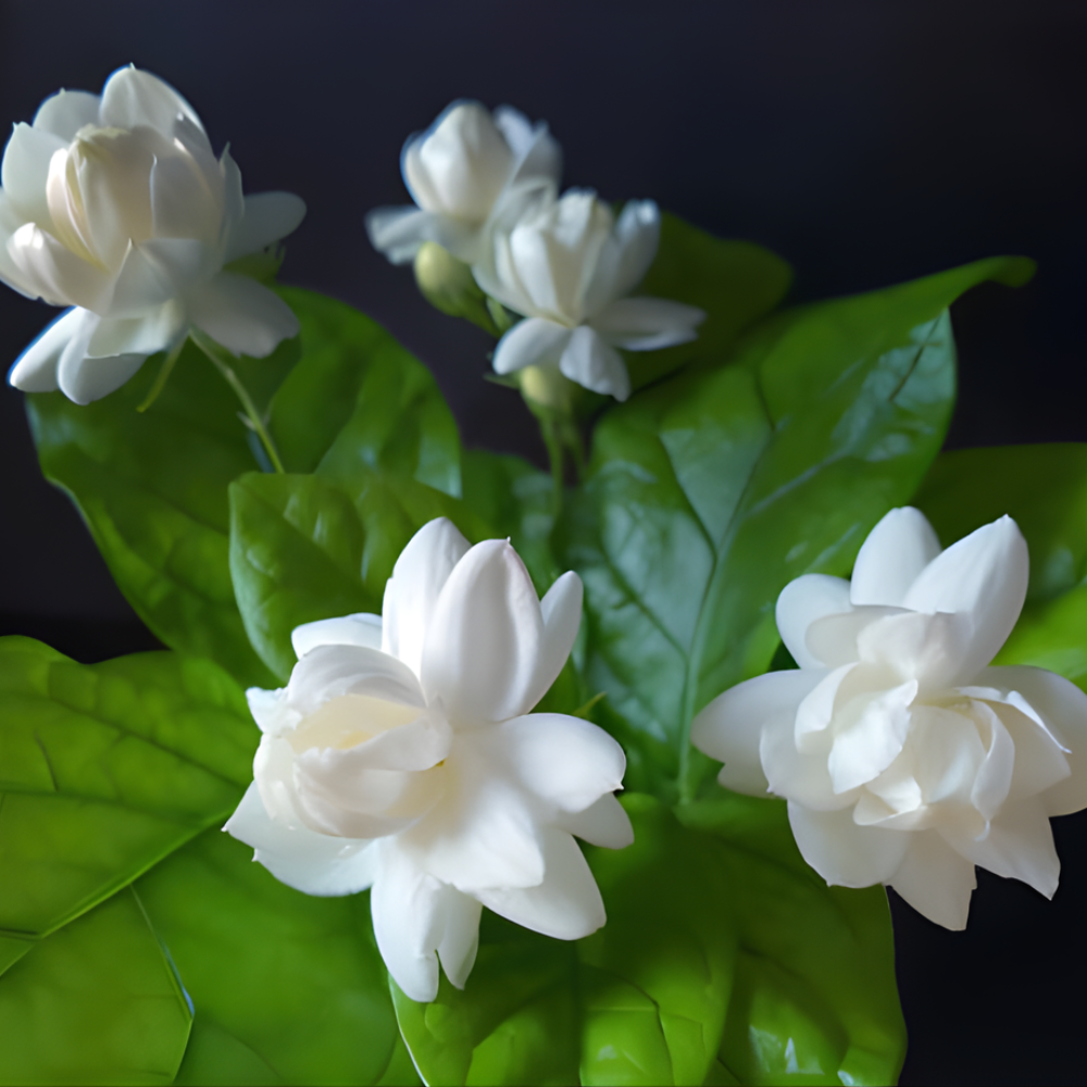 Grand Duke Jasmine Plant | Tuscany Jasmine Plant | Size 4 to 5 Inch Tall | Gift Story Card Housewarming Friendship Gifts for Women Best Friend Gift for New Home