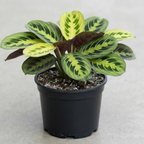 Maranta Plant Live ‘Lemon Lime’, 4" Potted Plant, Easy Care Indoor Greenery, Decorative Prayer Plant for Shelves and Desks