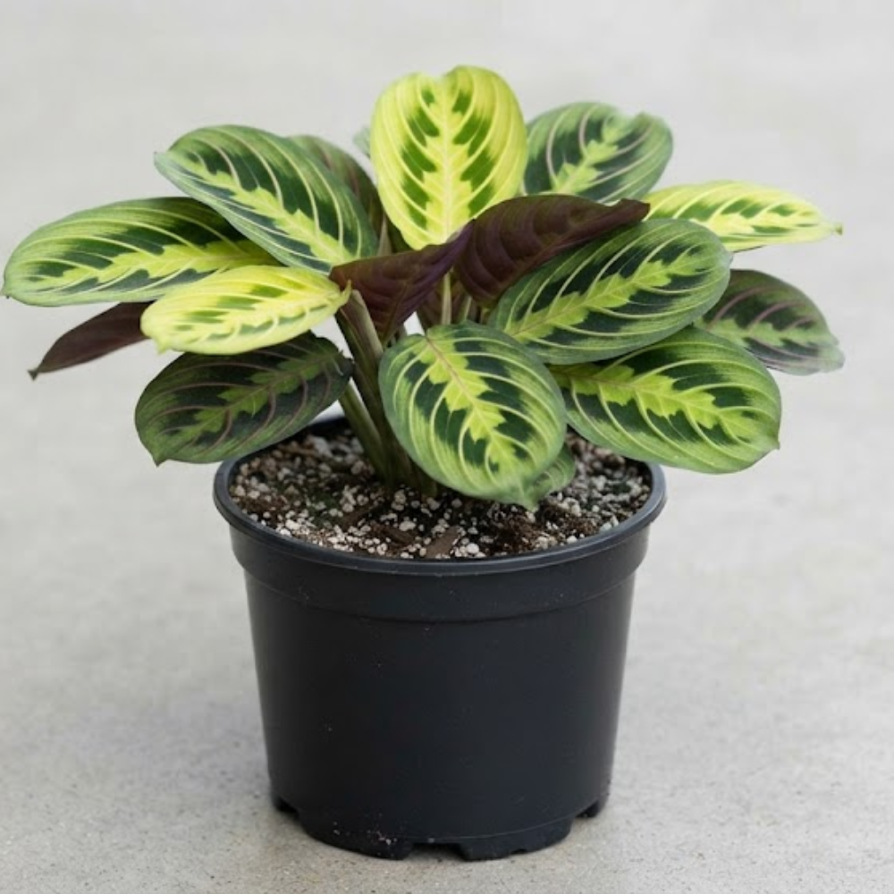 Maranta Plant Live ‘Lemon Lime’, 4" Potted Plant, Easy Care Indoor Greenery, Decorative Prayer Plant for Shelves and Desks