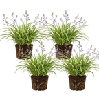 Flax Lily Plants, 4-6 Inch Tall, Grow Robust, Easy to Care Ornamental Foliage for Patio Landscapes