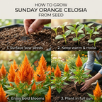 50 Pcs Sunday Orange Celosia Seeds, Heirloom Feather Amaranth for Planting, Fast-Growing Plants for Bright Sunlit Gardens