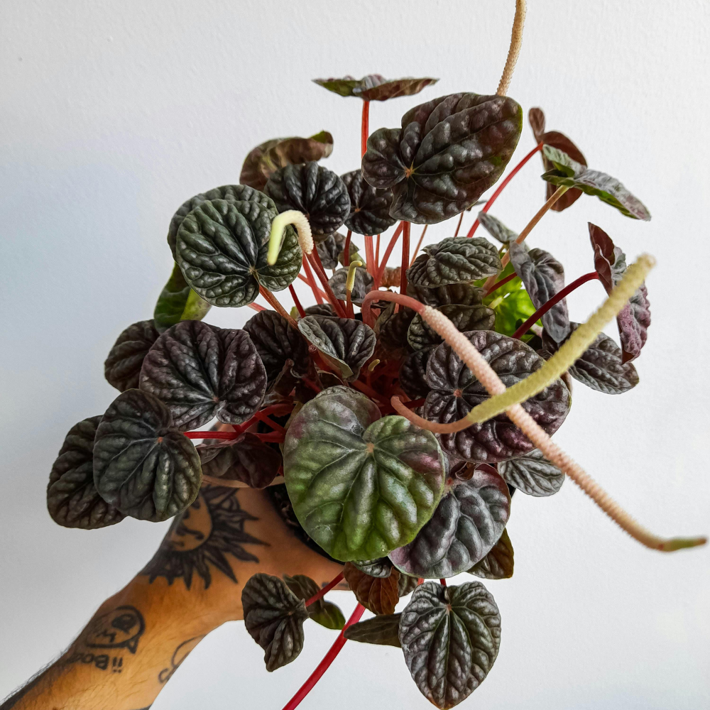 Peperomia Live Plant, Peperomia ‘Rosso’, 4" Pot, Easy Care Indoor Greenery, Decorative Pointed Foliage for Desks and Bright Spaces