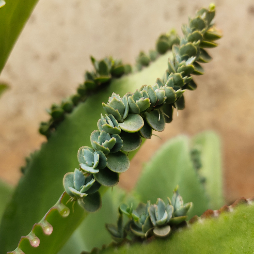 Mother of Thousands Kalanchoe Plants Live in 2" Inch Pot | Easy to Grow| Ideal for Beginners, Collections & Small Spaces