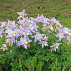 100 Pcs Blue Columbine Seeds for Planting Outdoors, Non-GMO Heirloom Perennial Flowers, Low Maintenance Blue & White Blooms for Shade Yards