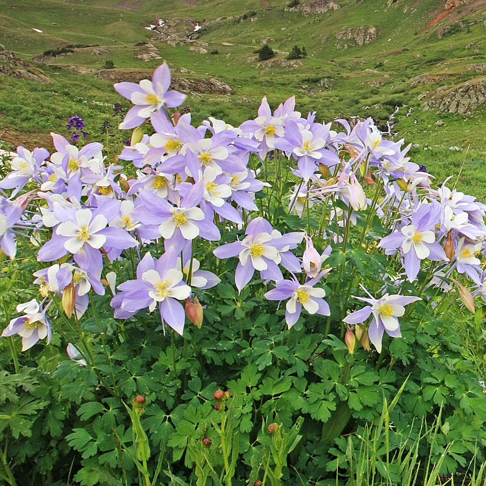 100 Pcs Blue Columbine Seeds for Planting Outdoors, Non-GMO Heirloom Perennial Flowers, Low Maintenance Blue & White Blooms for Shade Yards