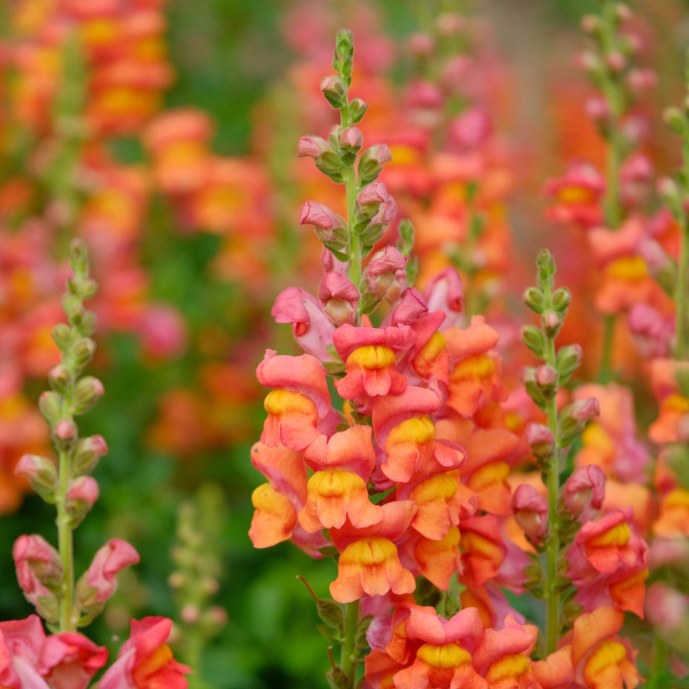90 Pcs Chantilly Light Pink Snapdragon Seeds Vigorous, Cold-Hardy Plants, Grow Robust Open-Faced Blooms for Edging & Outdoor Landscapes