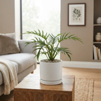 Tortum Philodendron Plant Live, Philodendron Tortum 4 Inch Potted Plant, Indoor Foliage Plant for Shelves, Desks and Modern Interiors