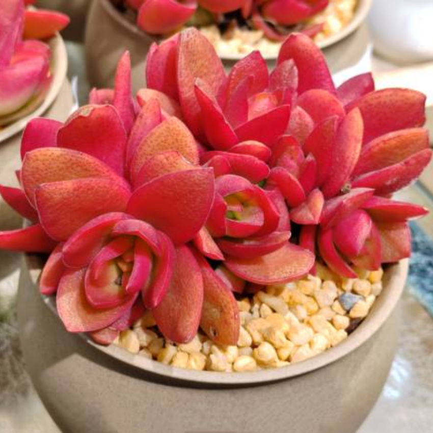 Anacampseros Telephiastrum, Variegatum Sunrise Succulent in 2 Inch Pot, Perfect for Indoor Accent Décor, Minimalist Spaces & Gift Giving