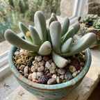 Live Lobster Claw Plant Cheiridopsis Candidissima | 4" Potted Succulent | Low Maintenance, Well-Rooted Desk Plant for Modern Interiors