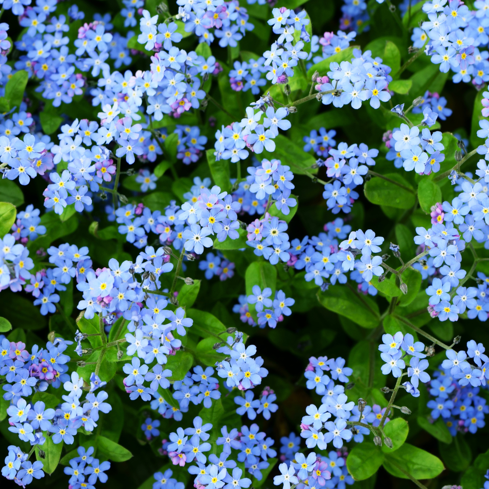150 Pcs Chinese Forget Me Not Seeds for Planting Outdoors, Non-GMO Heirloom Blue Flowers, Low Maintenance Vigorous Blooms for Stunning Yard Borders