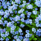 150 Pcs Chinese Forget Me Not Seeds for Planting Outdoors, Non-GMO Heirloom Blue Flowers, Low Maintenance Vigorous Blooms for Stunning Yard Borders