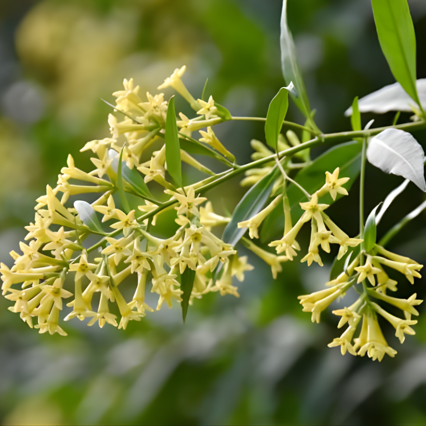 Night Blooming Jasmine Plant Live - 4 Inch Pot, Fragrant Night Blooming Plant, Live Jasmine Plant for Indoor Spaces, Robust Well-Rooted Starter Plant