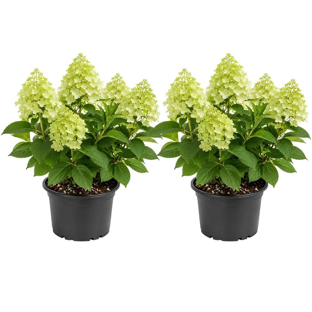 2 Hydrangea Live Plants in Quart Pot, 6-12" Tall Hydrangea Bushes Ready to Plant, Grow Robust Floral Clusters for Hedges & Outdoor Landscapes