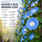 50 Pcs Morning Glory Seeds for Planting, Non-GMO Heirloom Heavenly Blue Seeds, Low Maintenance Sky Blue Blooms for Trellises & Fences