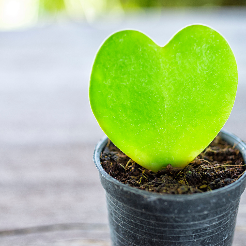 Hoya Kerrii Heart Plant Live in 4" Pot | Low Maintenance Heart-Shaped Succulent | Established Root System for Windowsills and Desks