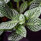 Snow White Zebra Plant, Live Aphelandra in 4 Inch Pot, Ideal for Modern Home Décor, Desk Displays & Plant Collections, Easy to Grow