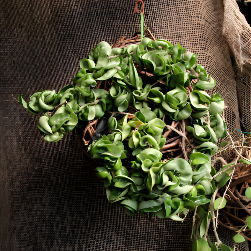 Hoya Rope Plant, Hoya Hindu Rope in 4" Pot, Easy Care Indoor Greenery, Curled Wax Foliage for Shelves and Small Spaces