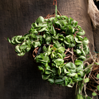 Hoya Rope Plant, Hoya Hindu Rope in 4" Pot, Easy Care Indoor Greenery, Curled Wax Foliage for Shelves and Small Spaces