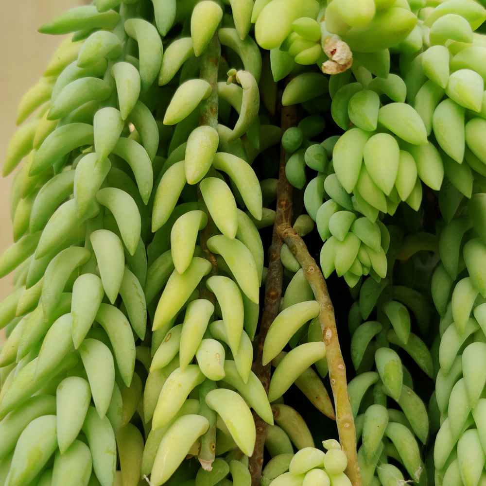 Live Succulents Donkey Tails in 2 Inch Pot, Air-Purifying, Low Maintenance, Perfect for Home and Office Décor, Easy Care Starter Plants