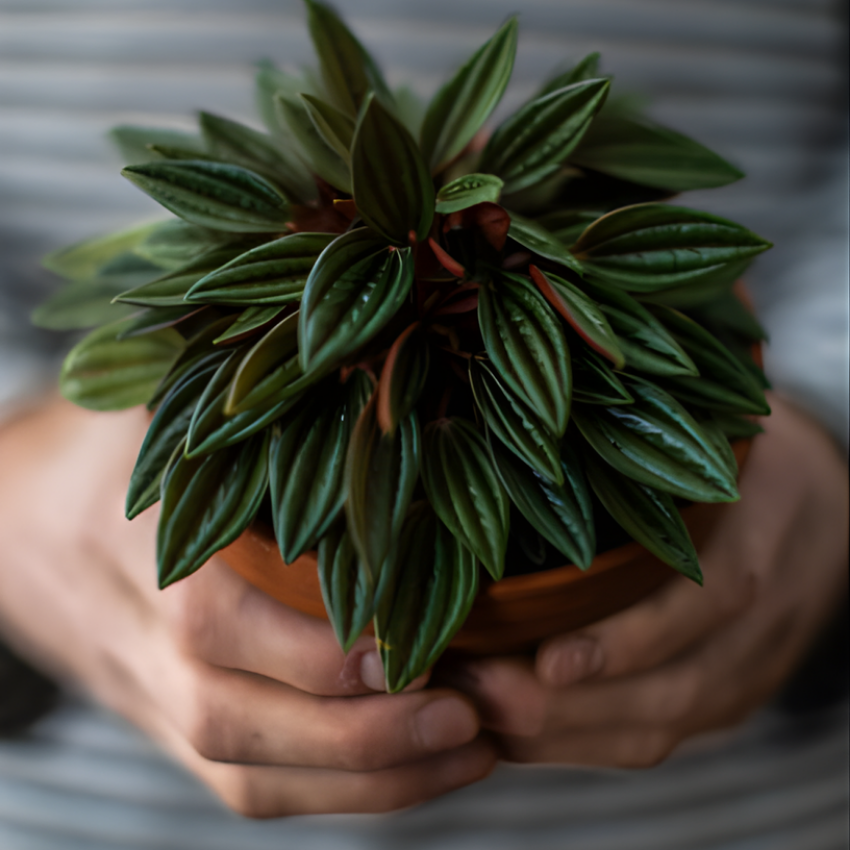 Peperomia Napoli Nights, Peperomia Plant Live in 2 Inch Pot, Rare Plants Live Houseplants for Desk Decor, Shelves and Small Spaces