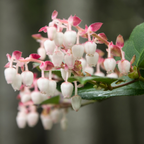 Live Salal, 6" Bare Root Starter Plant, Cold-Hardy Gaultheria Shallon Evergreen, Well-Rooted Native Shrub for Shade Gardens