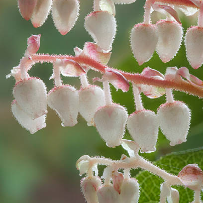 Salal Live Plants, 4 Inch Tall Bare Root Seedlings, Gaultheria Shallon Native Evergreen Shrub, Edible Berry Plant for Landscapes