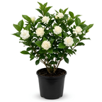 (No Ship to CA,HI,AK) Duke Jasmine Live Plant in 2 Gallon Pot, Vigorous Fragrant Flowering Shrub with Double White Blooms, Sturdy Low Maintenance Plant for Patios & Home Landscapes