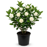 Duke Jasmine Live Plant in 3 Gallon Pot, Vigorous Fragrant Flowering Shrub with Double White Blooms, Sturdy Low Maintenance Plant for Patios & Home Landscapes (No Ship to CA, HI, AK)