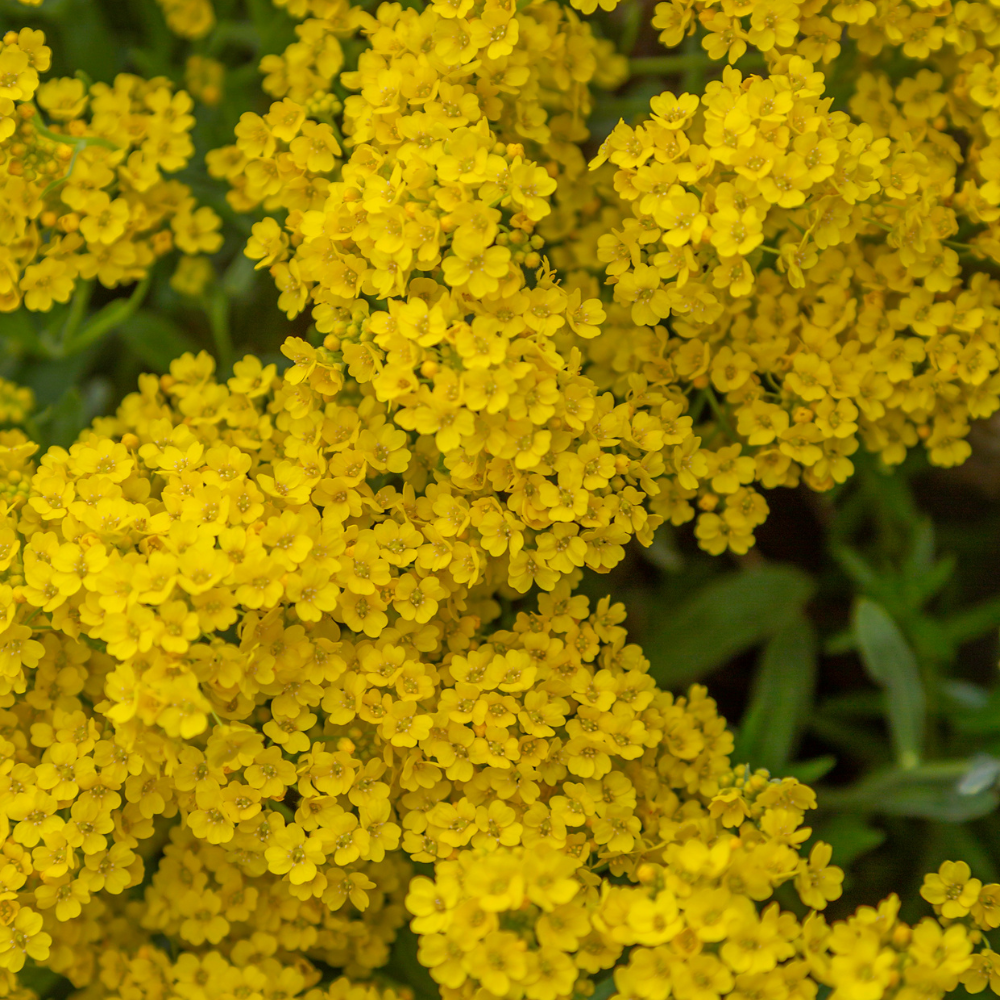 100 Pcs Basket of Gold Alyssum Seeds, Heirloom Non-GMO Perennial Flowers, Low Maintenance Cold-Hardy Yellow Blooms for Rock Gardens