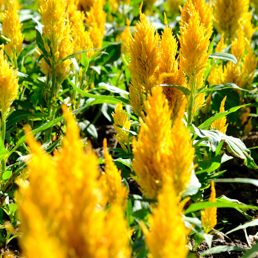 25 Pcs Sunday Gold Celosia Seeds for Planting Outdoors, Non-GMO Heirloom Plumed Flowers, Low Maintenance Yellow Feathery Blooms for Yard Borders
