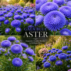 25 Pcs Gala Blue Aster Seeds for Planting Outdoors, Non-GMO Heirloom Fall Flowers, Low Maintenance Vibrant Violet-Blue Blooms for Yard Borders