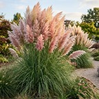 100 Pink Pampas Grass Seeds for Planting Outdoors, Non-GMO Heirloom Ornamental Grass Seeds, Sturdy Tall Stalks & Striking Feathery Plumes for Yard Borders