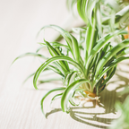 2 Curly Spider Plants Live House Plant, 2 Inch Pot Hanging Bonnie Spider Plant, Low Maintenance, Thrives in Home & Office, Perfect for Plant Enthusiasts, Easy to Grow