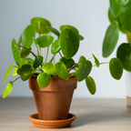 Pilea Peperomioides Live House Plant in 2 Inch Pot, Chinese Money Plant Live for Planting, Compact Indoor Plant for Modern Home & Office Settings, Real Plants for Easy Indoor Gardening