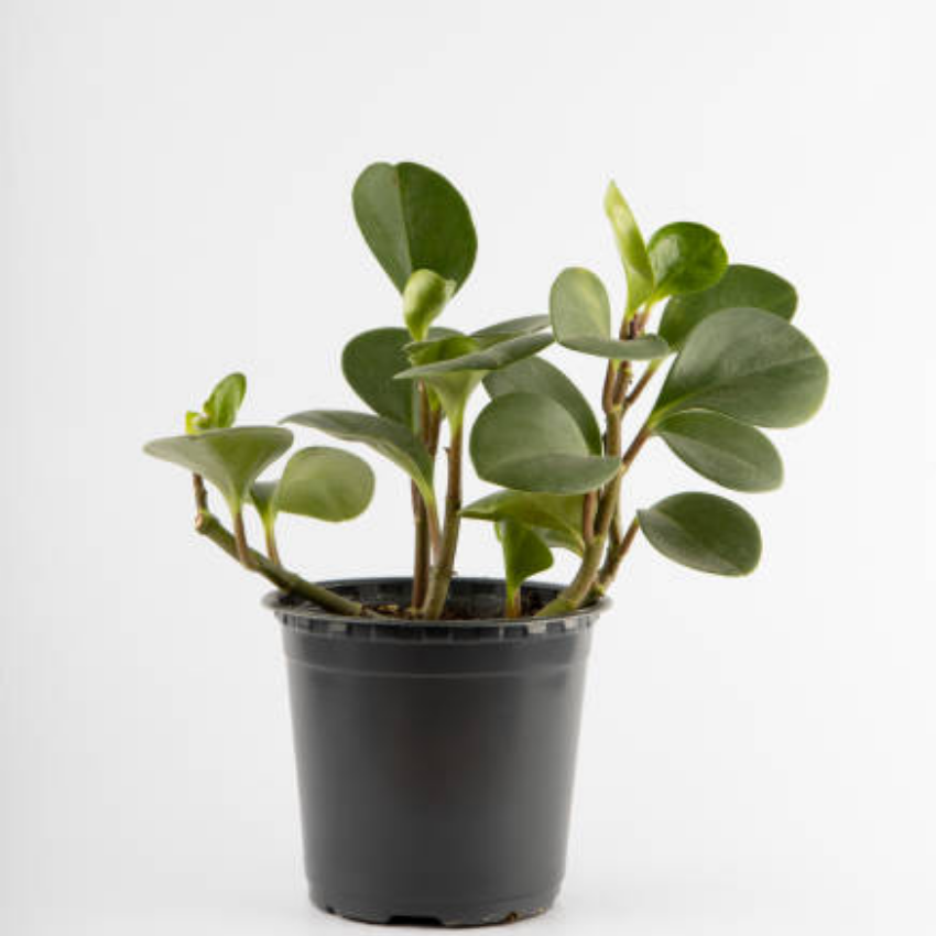2 Peperomia Incana, Peperomia Plant Live in 4 Inch Pot, Soft-Leaf Indoor Plant for Home Decor, Office Desks and Shelves