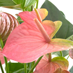 Anthurium Live Plant - Pink Anthurium, Aturios Planta Viva in 4 Inch Pot, Air Purifying Flowering Indoor Houseplant, Home, Room, or Office Décor, Easy to Grow