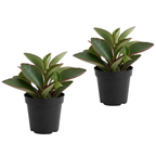 2 Peperomia Live Plant, Peperomia Clusiifolia Red Margin 2 Inch Potted Plant, Indoor Plant for Home Office Decor and Easy Care Disp
