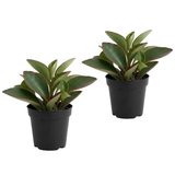 2 Peperomia Live Plant, Peperomia Clusiifolia Red Margin 2 Inch Potted Plant, Indoor Plant for Home Office Decor and Easy Care Disp