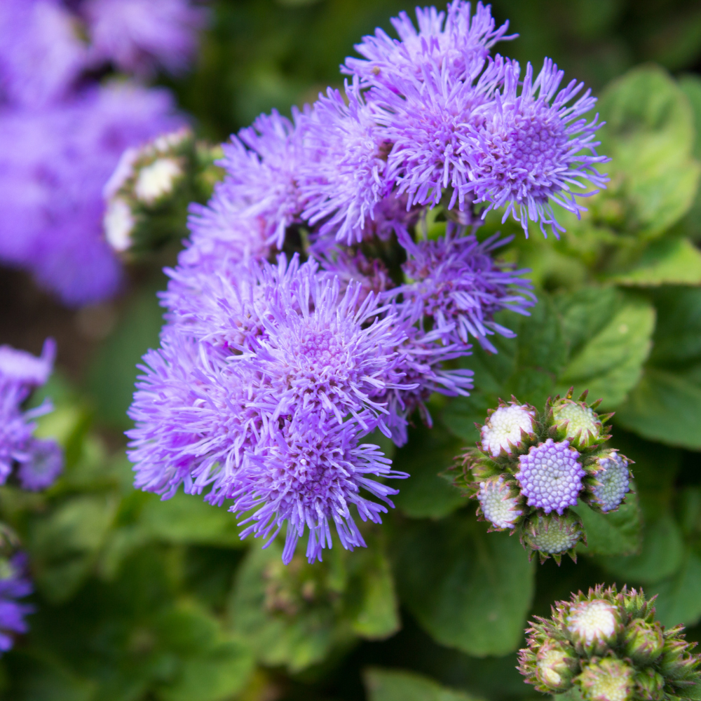 120 Pcs Dwarf Blue Mink Ageratum Seeds for Planting Outdoors, Non-GMO Heirloom Fluffy Flowers, Low Maintenance Powder Blue Blooms for Yard Borders