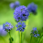 100 Pcs Globe Gilia Seeds for Planting Outdoors, Non-GMO Heirloom Blue Wildflowers, Sturdy Low Maintenance Spherical Blooms for Yard Borders