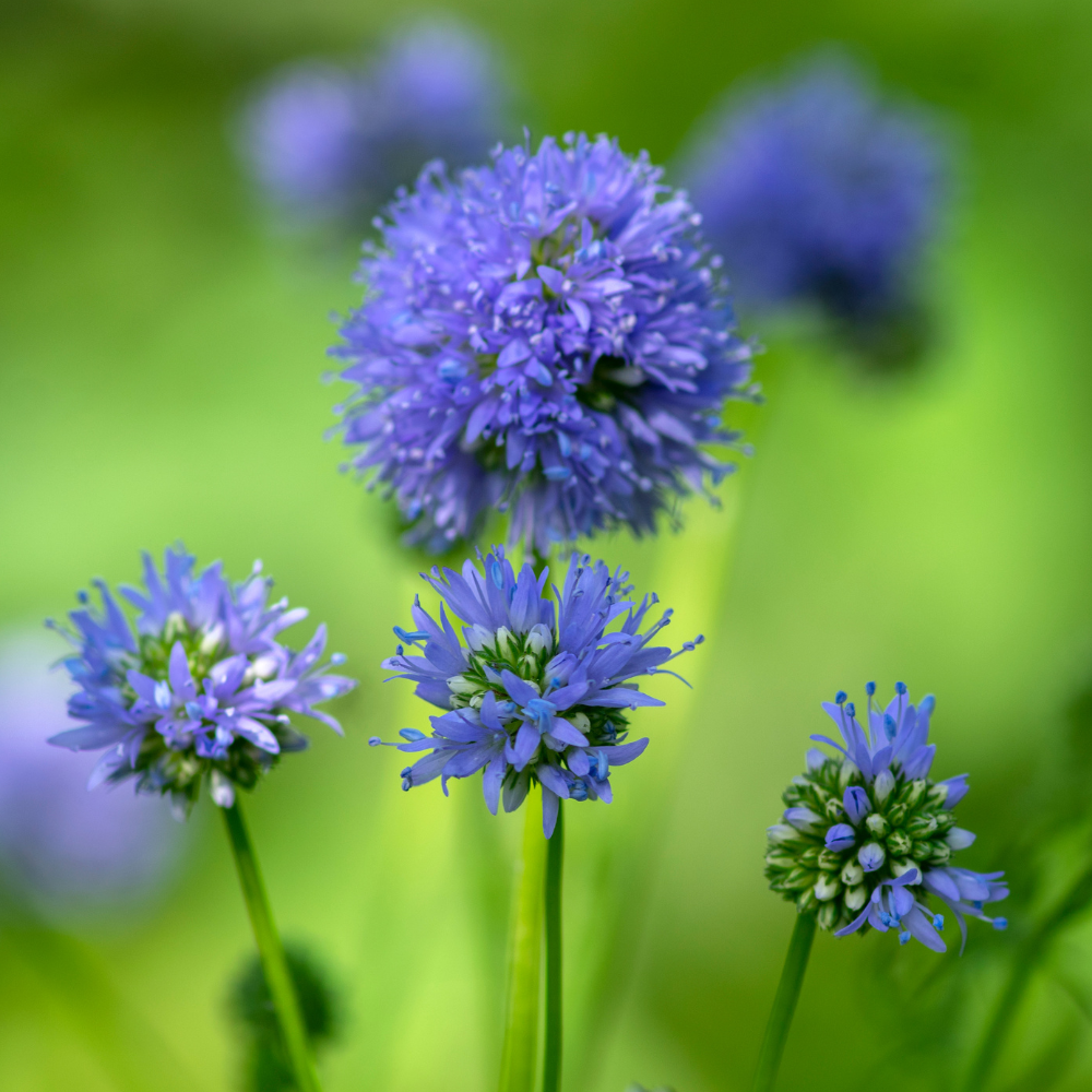 100 Pcs Globe Gilia Seeds for Planting Outdoors, Non-GMO Heirloom Blue Wildflowers, Sturdy Low Maintenance Spherical Blooms for Yard Borders