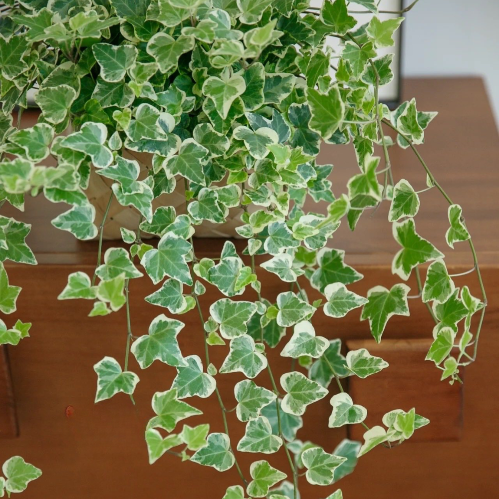 Wax Ivy Live Plants in 4 Inch Pot | Hardy Variegated English Ivy Indoor Plant for Fresh Home | Low-Maintenance Houseplant Ideal for Home Décor