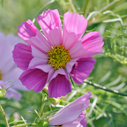 100 Pcs Sea Shells Cosmos Seeds for Planting Outdoors, Non-GMO Heirloom Petal Flowers, Low Maintenance Pink & White Blooms for Yard Borders