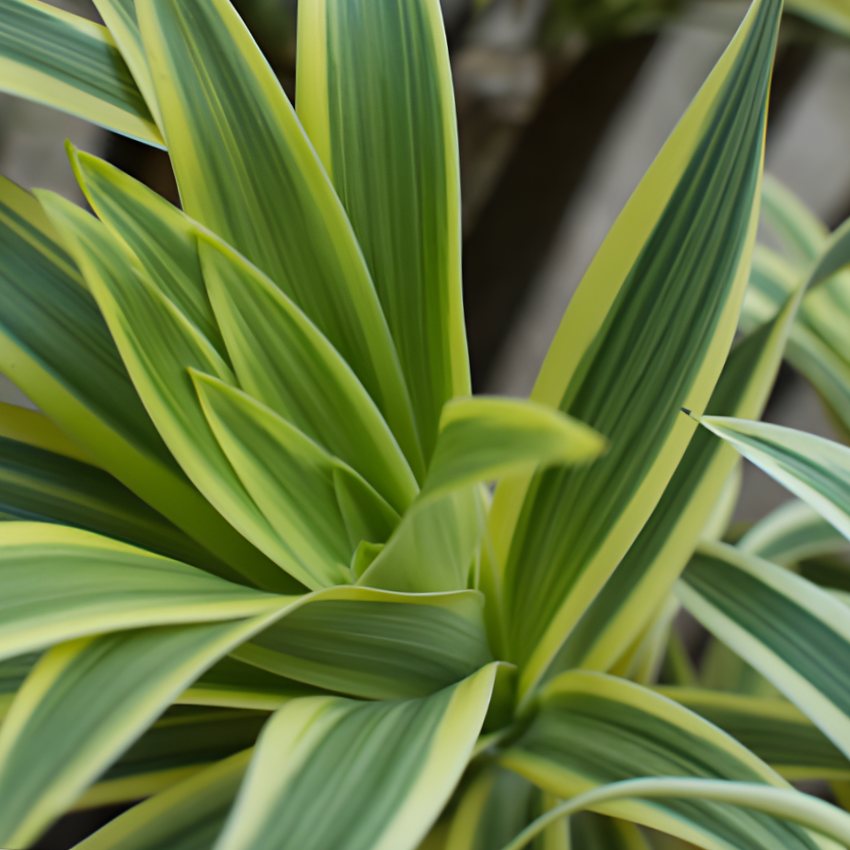 Dracaena Plant Live ‘Song of India’, 4 Inch Pot, Variegated Yellow and Green Indoor Plant for Home and Office