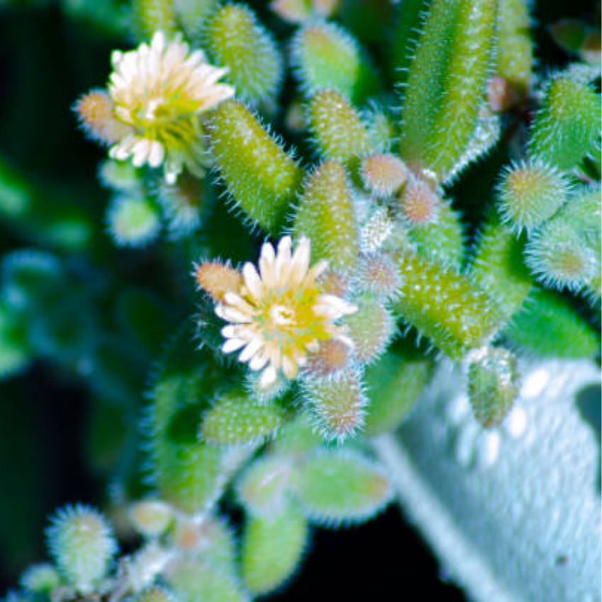 2 Rare Live Succulent Cactus Plants, Pickle Plant Delosperma Echinatum 4 Inch Potted, Unique Succulent for Indoor Display and Collections